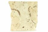 Fossil Pipefish (Syngnathus) Plate - California #294290-1